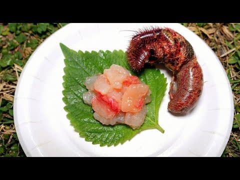 ホモサピと行く、ヤドカリ捕り体験！